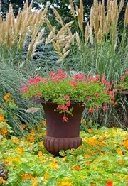 Flowers - Garden Maintenance in Woking, Surrey